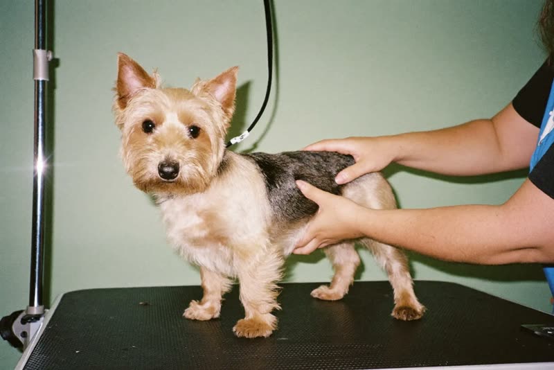 A terrier being handled on the grooming table