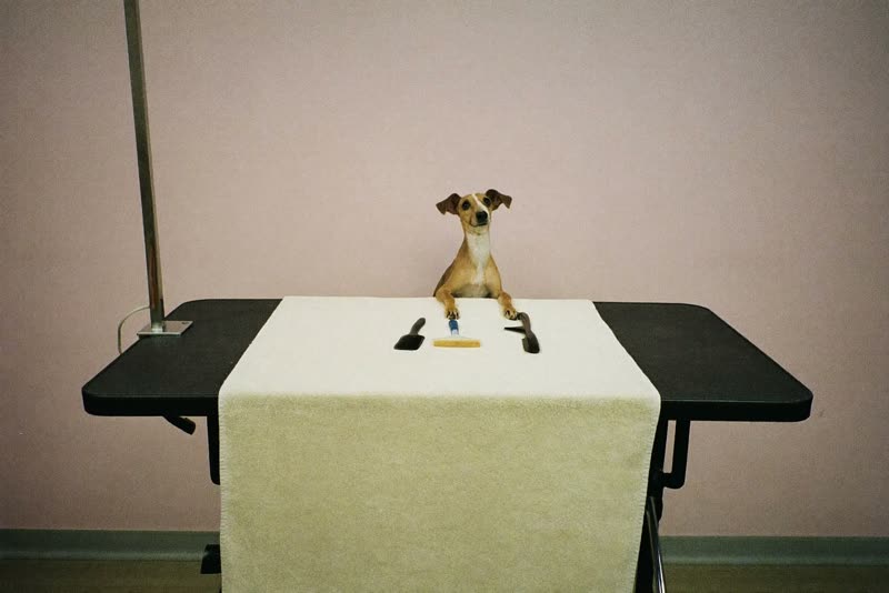 A quiet grooming station with brushes and combs laid out