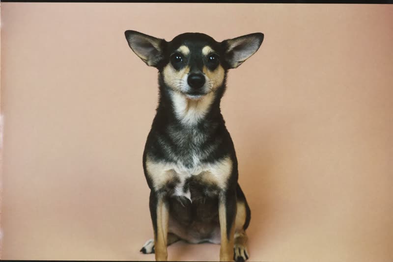 A small dog sitting calmly after its groom