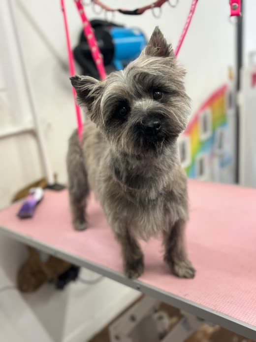 A small grey terrier freshly hand-stripped, standing on the grooming table at Pixie Paws