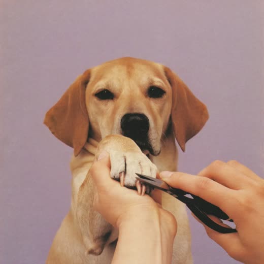 A dog's paw held for a nail trim